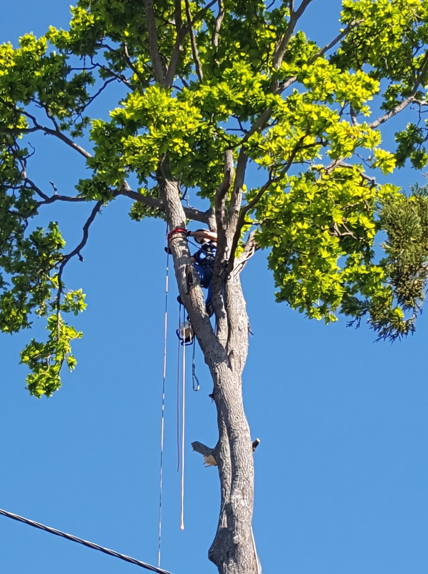 Arborista em trepa no topo de uma árvore alta, contra céu azul